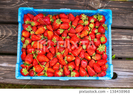 Ripe strawberries, freshly harvested in a blue plastic basket. 138438968