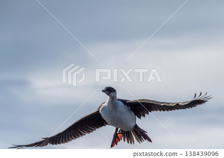 Close-up of a flying Antarctic Shag Close-up of a flying Antarctic Shag 138439096
