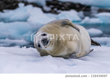 Crabeater Seal resting on a sheet of ice Crabeater Seal resting on a sheet of ice 138439097