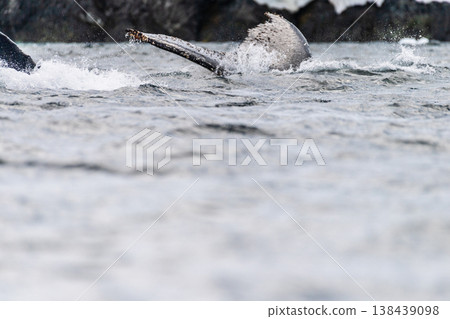 Tail of a humpback whale in the Antarctic Tail of a humpback whale in the Antarctic 138439098