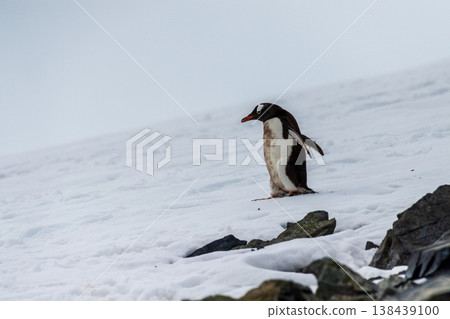 Gentoo colony at Danco Island Gentoo colony at Danco Island 138439100