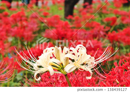 White spider lilies (Lycoris radiata) and red spider lilies White spider lilies (Lycoris radiata) and red spider lilies 138439127