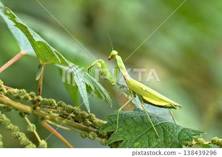 White-tailed Mantis White-tailed Mantis 138439296