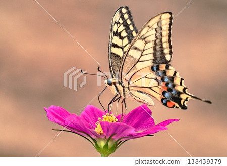 一隻鳳蝶正在吸食波斯菊的花蜜。 138439379