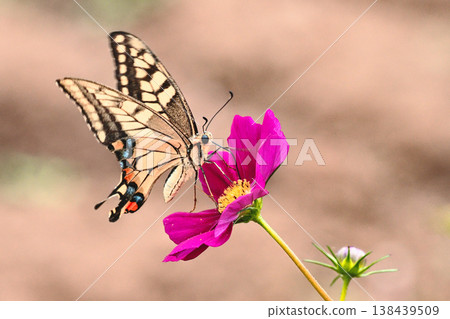A swallowtail butterfly feeding on nectar from a cosmos flower. A swallowtail butterfly feeding on nectar from a cosmos flower. 138439509