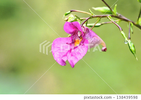 紅色的花朵 紅色的花朵 138439598