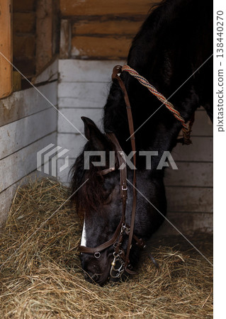 Black Horse Eating Hay In Stall Black Horse Eating Hay In Stall 138440270