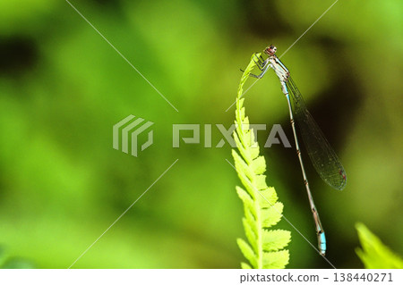Homomite squirrel (male) 138440271