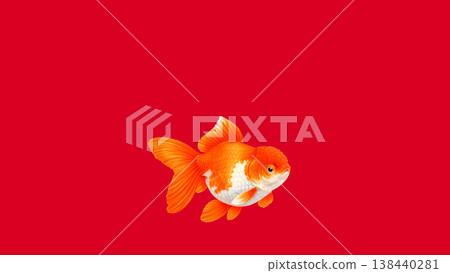 一隻荷蘭獅子的頭部在紅色背景的襯托下格外醒目。這是一幅簡潔的日式插畫。 138440281