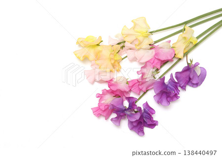 White background sweet pea 138440497