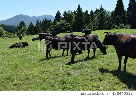 Cattle grazing Tsukiyama Kogen Ranch Yamagata Prefecture Cattle grazing Tsukiyama Kogen Ranch Yamagata Prefecture 138440522