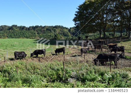 Cattle grazing Tsukiyama Kogen Ranch Yamagata Prefecture Cattle grazing Tsukiyama Kogen Ranch Yamagata Prefecture 138440523