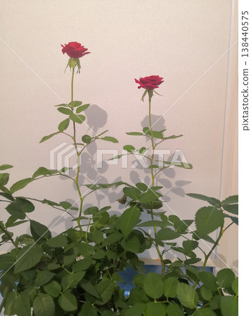 Miniature red roses with foliage and sharp shadows against a plain textured wall modern aesthetic 138440575