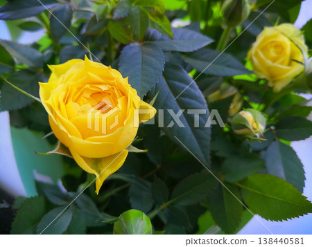 Vibrant yellow miniature roses blooming in a lush green garden, capturing fresh botanical elegance Vibrant yellow miniature roses blooming in a lush green garden, capturing fresh botanical elegance 138440581