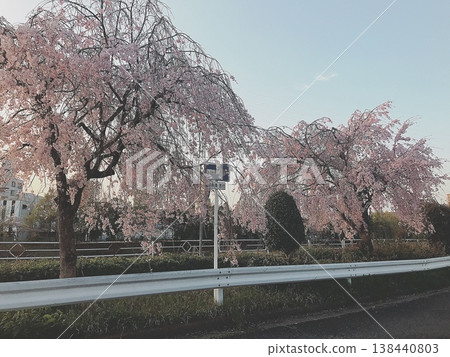 Row of cherry trees Row of cherry trees 138440803