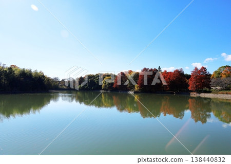 Colorful woodland 138440832