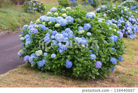 Garden path lined with blue hydrangea macrophylla bushes with large blooms and yellow buds 138440887