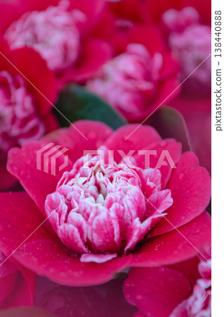 Magenta camellia flowers with white edged petals and water droplets in soft focus 138440888