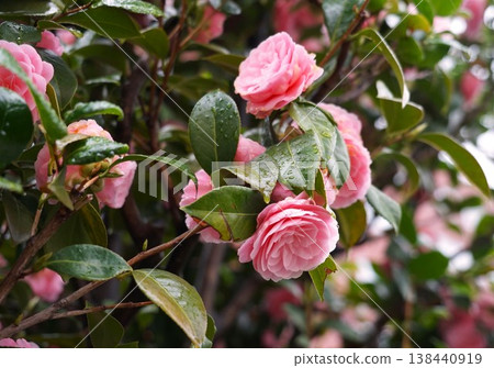 A maiden camellia on a rainy day A maiden camellia on a rainy day 138440919