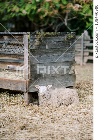 Calm Lamb Relaxes Beside Weathered Wooden Feeding Area In Sunlight Calm Lamb Relaxes Beside Weathered Wooden Feeding Area In Sunlight 138440980