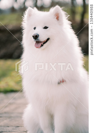 Serene Samoyed With Gentle Expression In Lush Park Setting Serene Samoyed With Gentle Expression In Lush Park Setting 138440988