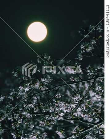Full moon and cherry blossoms in full bloom Full moon and cherry blossoms in full bloom 138441112