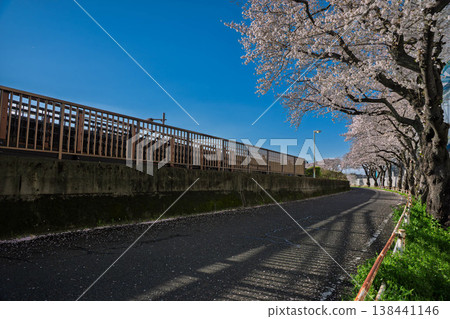 Scenery with cherry blossoms Scenery with cherry blossoms 138441146