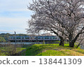 Meitetsu train and cherry blossoms 138441309