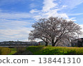 Meitetsu train and cherry blossoms 138441310