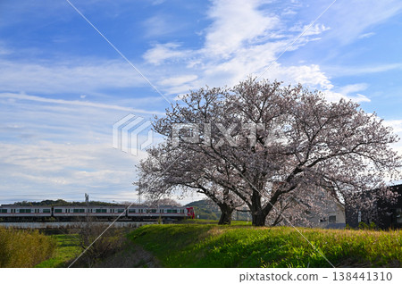 Meitetsu train and cherry blossoms 138441310