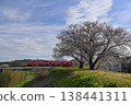 Meitetsu train and cherry blossoms 138441311