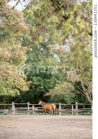 Charming Horse Peacefully Grazing Among Trees In Fall Scenery Charming Horse Peacefully Grazing Among Trees In Fall Scenery 138441351