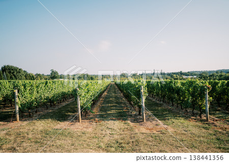 Vineyard Landscape View. Beautiful Agricultural Setting Ideal For Tourism And Sustainable Farming Vineyard Landscape View. Beautiful Agricultural Setting Ideal For Tourism And Sustainable Farming 138441356