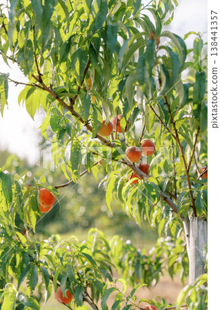 Vivid Scene Of Sunkissed Fruit And Dewy Greenery In Summer 138441357