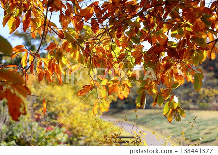 The leaves of the sawtooth oak are changing color, turning yellow. The leaves of the sawtooth oak are changing color, turning yellow. 138441377