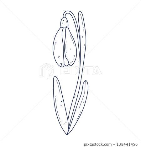 Isolated snowdrop flower illustration 138441456