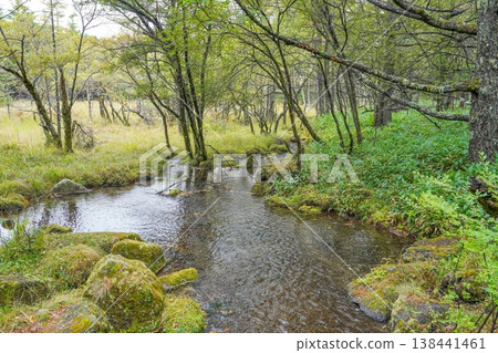 A tranquil forest landscape with a clear stream and moss-covered rocks. A tranquil forest landscape with a clear stream and moss-covered rocks. 138441461
