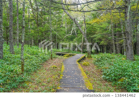 Refresh yourself with a forest bath: moss-covered walking paths and the tranquility of the primeval forest. 138441462