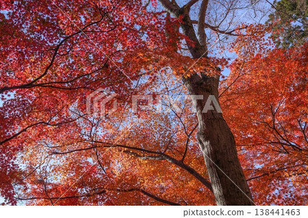 The vibrant autumn foliage of maple trees against the blue sky, along with the powerful presence of other trees, creates a beautiful autumn forest scene. The vibrant autumn foliage of maple trees against the blue sky, along with the powerful presence of other trees, creates a beautiful autumn forest scene. 138441463