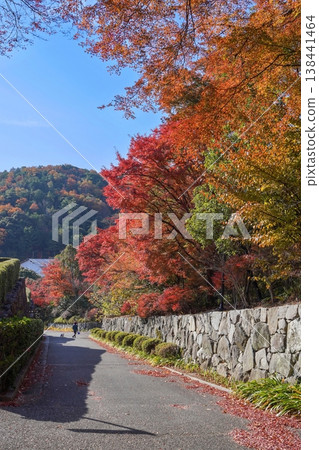 日本的秋天:絢麗的楓葉和綠樹成蔭的石牆街道-觀光休閒的絕佳風景。 日本的秋天:絢麗的楓葉和綠樹成蔭的石牆街道-觀光休閒的絕佳風景。 138441464