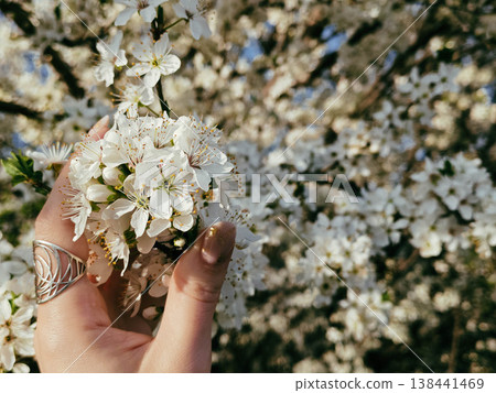 Hand holding white spring blossoms 138441469