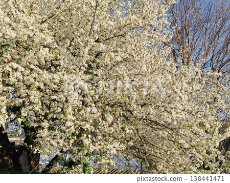 Large fruit tree covered with white spring blossoms 138441471