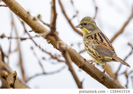 藍鰭鮪魚棲息在樹枝上，複製空間 138441554