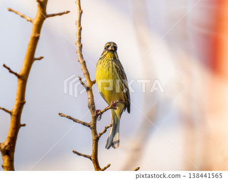 Blue-tailed twigs 138441565