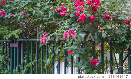 Fence with rose vines 138441647