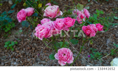 Pink rose flowers in outdoor garden 138441652