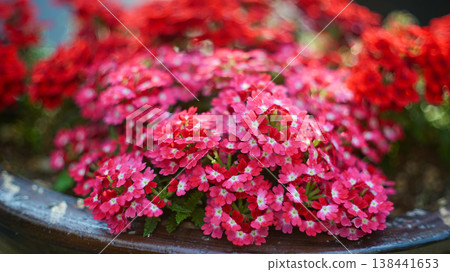 Pink Verbena Flowers Bloomed on the Flowerpot 138441653