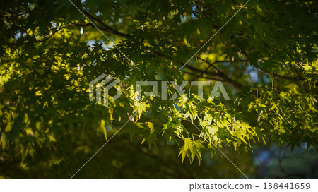 Sunlight shining through maple trees Sunlight shining through maple trees 138441659