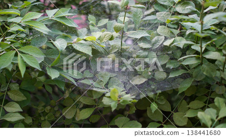 Thick spider webs between small trees 138441680