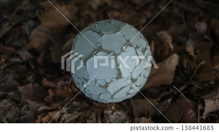 A tattered soccer ball on a ground of fallen leaves 138441683